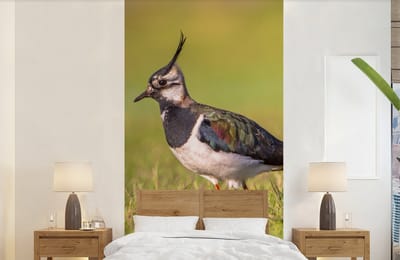Behang - Fotobehang Vogel - Gras - Natuur - Dieren - Kievit - Breedte 120 cm x hoogte 240 cm