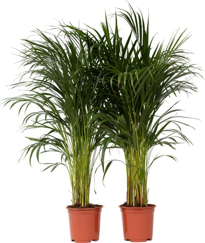 Dypsis Lutescens - Set van 2 - Areca - Goudpalm - Luchtzuiverende groene kamerplant - Pot 21cm - Hoogte 100-120cm