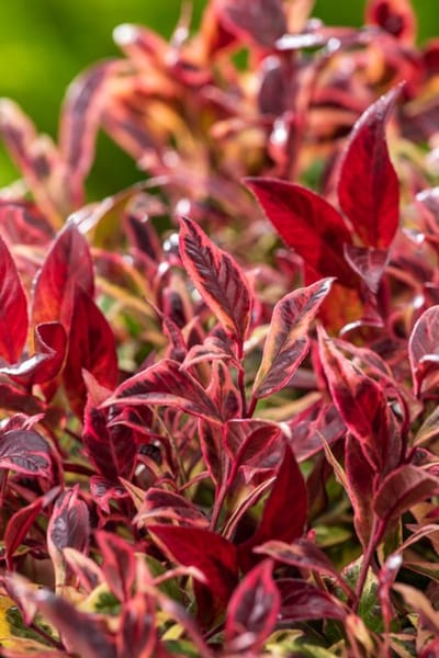 Plants Online - Tuinplanten - Heesters - Set van 1 - Leucothoe Firestar - 3 liter pot - Plant 25-30 cm
