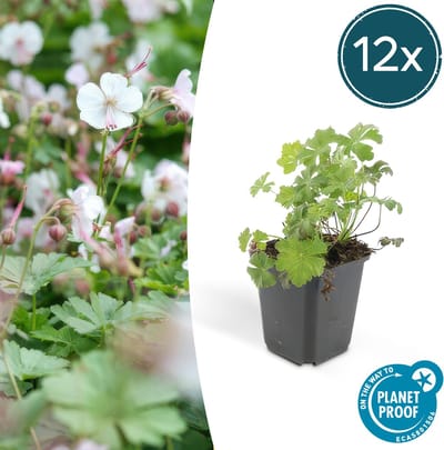 Tuinplantenshop.com | Geranium cant. 'Biokovo' | 12 stuks - Ø9cm - 10-25cm hoog - Tuinplant