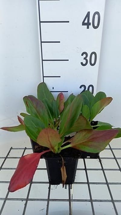 6x Schoenlappersplant - Bergenia hybr. 'Wintermärchen' | 9x9 cm pot