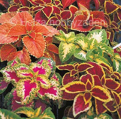Coleus x Blumei Wizard mix ca 25 zaden