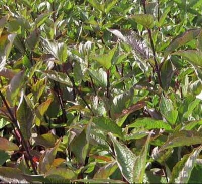 2 x Cornus alba 'Kesselringii' - Kornoelje, Witte Kornoelje 60- 80 cm in pot