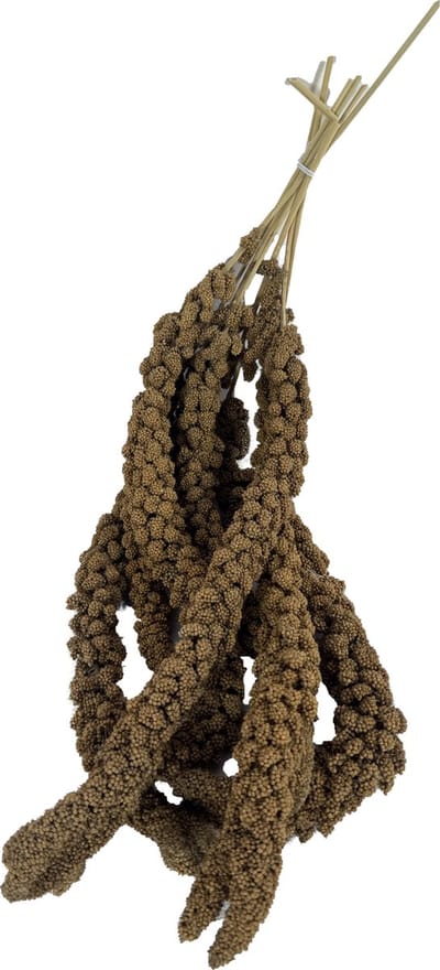 Trosgierst Chinees 15kg - Aanvullend Voeder Parkieten - 100% Trosgierst