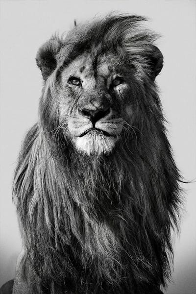 Lion In the Wild II - 80cm x 120cm - Fotokunst op PlexiglasⓇ incl. certificaat & garantie.