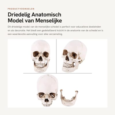 Dailygoods- Schedel Replica - Driedelig Model - Anatomisch Model - Schedel Decoratie - Menselijke Schedel - Perfect voor Woondecoratie
