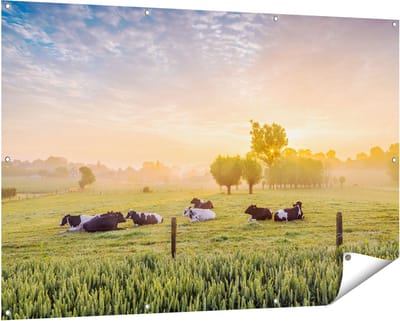 Gards Tuinposter Koeien in de Wei tijdens Zonsopgang - 150x100 cm - Tuindoek - Tuindecoratie - Wanddecoratie buiten - Tuinschilderij