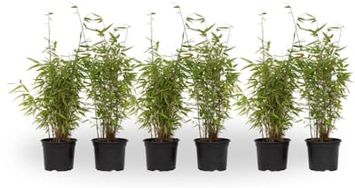 Plant in a Box - Fargesia nitida 'Red Dragon' - Set van 6 - Niet woekerende bamboe met rode stelen - Winterhard en groenblijvend - Pot 17cm - Hoogte 50-70cm