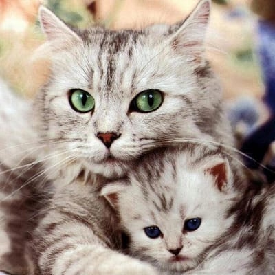 Diamond Painting Kat en Kitten Kruissteek Strass Steentjes Handwerk Diamant Borduurwerk Volledige Diamant 30x30CM