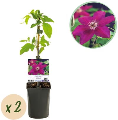 Green boutiQ - Klimplant - Clematis Westerplatte - Bloem Rood - Weinig onderhoud -2 planten - Pot 11cm Hoogte 40cm