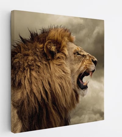 Saammp Canvas Schilderij - Grommende Leeuw - Dieren - Natuur - 20x20 - Foto op canvas - Wanddecoratie - Muurdecoratie Woonkamer - Slaapkamer decoratie - Canvas Print
