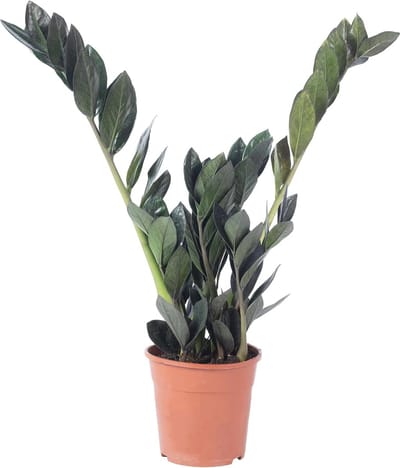 Onderhoudsvriendelijke zwarte kamerplant - Zamioculcas zamiifolia, 35 cm hoog, pot-Ø 14 cm