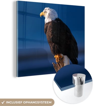 MuchoWow® Glasschilderij 50x50 cm - Schilderij acrylglas - Adelaar - Close up - Tak - Foto op glas - Schilderijen