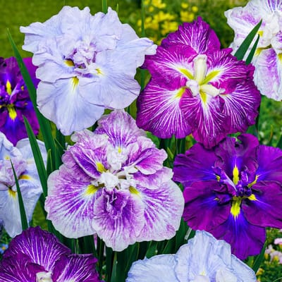Iris Bloembollen Winterhard - Ensata - 5 stuks - Meerkleurig - Bloem bollen - Meerjarig Mix