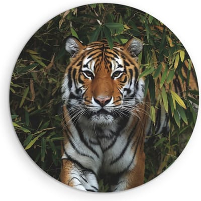 Saammp Muurcirkel Hout - Tijger in Korea - Natuur - Dieren - Ø 90 - Wandcirkel - Wanddecoratie Cirkel - muurdecoratie Woonkamer - Slaapkamer decoratie - Rond Schilderij