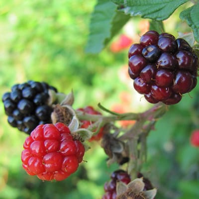 Rubus fruticosus 'Adrienne' doornloze bramenstruik, 2 liter pot