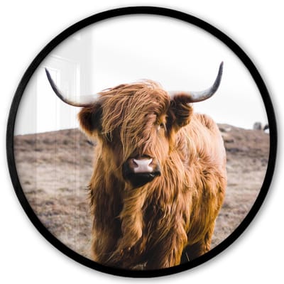 Poster in lijst Rond - Fotolijst 40x40 cm - Posters - Schotse hooglander - Landschap - Koe - Bruin - Dieren - Natuur - Ronde posterlijst zwart - Decoratie - Wanddecoratie woonkamer - Muurdecoratie slaapkamer