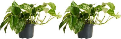 Bloomique - Set van 2 - Epipremnum Marble Queen - Hangplant - Ook geschikt als Klimplant - Kamerplanten - Luchtzuiverend - Gemakkelijk in onderhoud - Hoogte 15-20 cm - Pot 12 cm