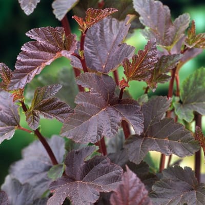 Plants Online BV - Planten - Tuinplanten - Siergrassen - Set van 1 - Blaasspirea 'Diabolo'