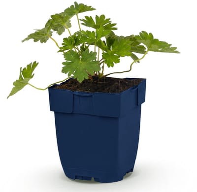 Green boutiQ - Vasteplant - Geranium 'Rozanne' - Ooievaarsbek - Bodembedekkend - Blauw - 1 Plant - Pot 11cm - Hoogte 15-25cm