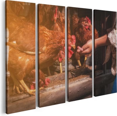 Artaza Canvas Schilderij Vierluik Kippen Krijgen te Eten - 80x60 - Foto Op Canvas - Canvas Print