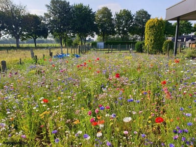 Vlinders en Bijen Veldbloemen 175 gram - Wild Zadenmix - Help de natuur - 175 Gram
