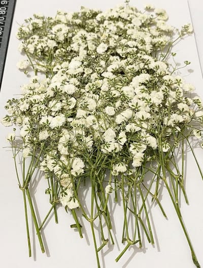50 Stuks Gedroogde Echte Gipsomfiethbloemen voor Resin Kunst, Kaarten & Huisdecoratie