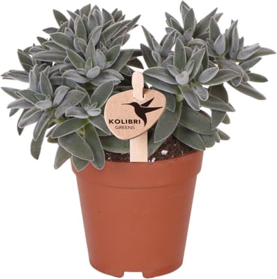 Kolibri Greens | Groene plant - Succulent Tarantula - groene kamerplant - vers van de kweker - Ø9cm