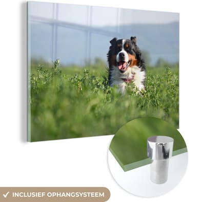 ® Glasschilderij 180x120 cm - Schilderij acrylglas - Een Berner Sennenhond tussen het hoge gras - Foto op glas - Muurdecoratie woonkamer - Wanddecoratie slaapkamer - Schilderijen