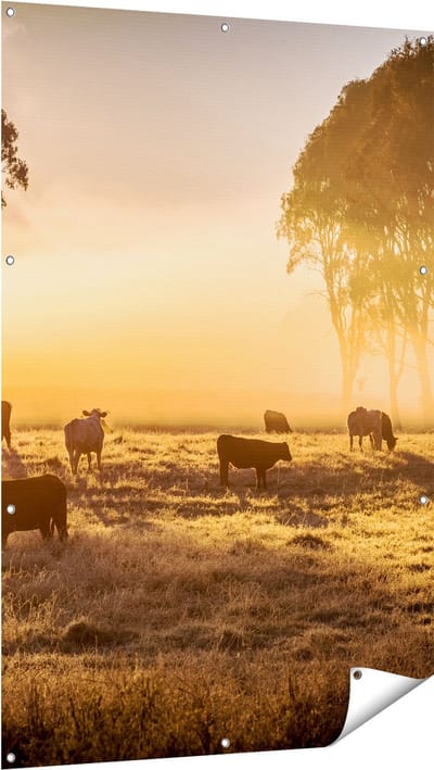 Gards Tuinposter Kudde Koeien in de Wei met Zonsopkomst - 100x150 cm - Tuindoek - Tuindecoratie - Wanddecoratie buiten - Tuinschilderij
