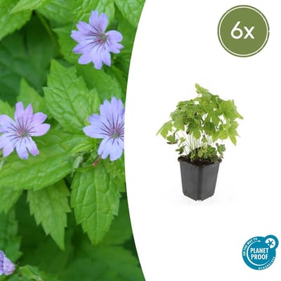 Tuinplantenshop.com | Geranium nodosum | 6 stuks - Ø9cm - 10-25cm hoog - Tuinplant