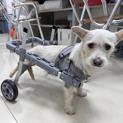 Honden Rolstoel - Loopkar Huisdier - Mobiliteit Verbeteren - Lichtgewicht Aluminium - Verstelbaar - Zilver