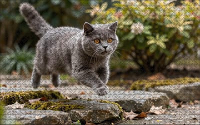 Puzzel Britse Korthaar in de tuin | 1000 stukjes | Dierenpuzzel | Kattenpuzzel