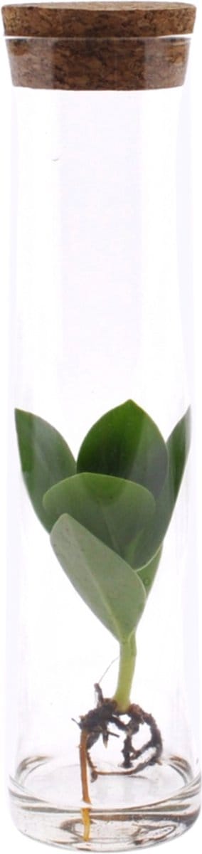 Plantenboetiek.nl | Clusia In Tube Glas - Ø5cm - 15cm hoog - Kamerplant - Groenblijvend