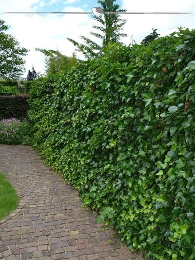 Ierse Klimop Hedera hibernica 100-125 cm in Pot, 18x Haagplant