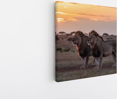 Saammp Canvas Schilderij - Leeuwen in de serangeti - Dieren - Natuur - 20x20 - Foto op canvas - Wanddecoratie - Muurdecoratie Woonkamer - Slaapkamer decoratie - Canvas Print