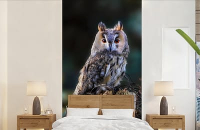 Behang - Fotobehang Uil - Herfst - Vogel - Takken - Breedte 120 cm x hoogte 240 cm