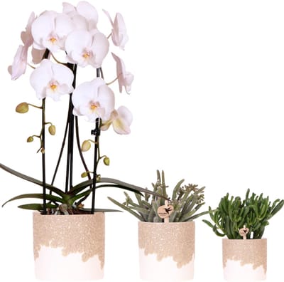 Kolibri Company | Plantenset Bloom Sand | Witte Niagara Falls orchidee 12cm + groene planten incl. Bloom Sand sierpotten