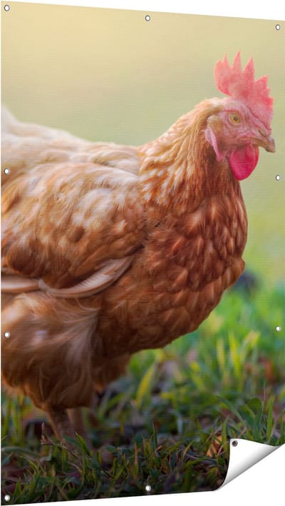 Gards Tuinposter Kip in het Gras - 100x150 cm - Tuindoek - Tuindecoratie - Wanddecoratie buiten - Tuinschilderij