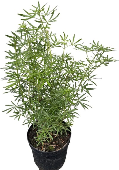 Choisya ternata 'White Dazzler' - Mexicaanse Oranjebloesem 25 - 30 cm in pot