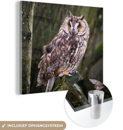 MuchoWow® Glasschilderij 50x50 cm - Schilderij acrylglas - Uil - Close up - Boom - Foto op glas - Schilderijen