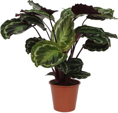 Opvallende kamerplant Calathea Medallion van ca. 80 cm, Ø24cm