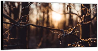 KuijsFotoprint - Schilderij - Bos In De Winter - Bruin - 100 X 200 Cm