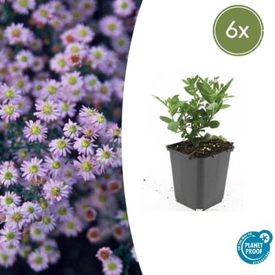 Tuinplantenshop.com | Aster ageratoides 'Stardust' | 6 stuks - Ø9cm - 10-25cm hoog - Tuinplant