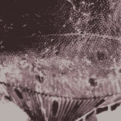 Mark IJzerman - Flounder Maps (LP)
