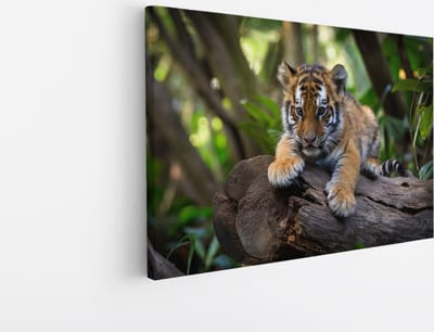 Saammp Canvas Schilderij - Tijger welp op stronk - Natuur - Dieren - 30x20 - Foto op canvas - Wanddecoratie - muurdecoratie Woonkamer - Slaapkamer decoratie - Canvas Print