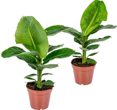 Bloomique - Set van 2 - Musa Dwarf Cavendish - Bananenplant - Kamerplanten - Luchtzuiverend - Diervriendelijk - Hoogte 60-70 cm - Pot 17 cm