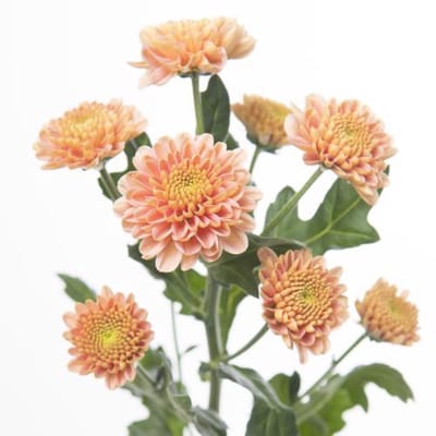 25x Chrysant san.ellison salmon 50cm