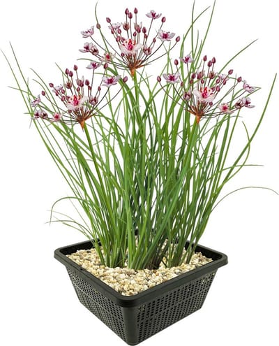 vdvelde.com - Zwanenbloem vijverplantenset (Butomus Umbellatus) - Roze bloeiende oeverplant - Winterhard - Inheems - Bijenvriendelijk - 4 planten met vijvermand, klei, voeding