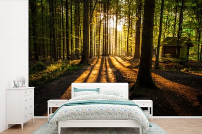 Behang - Fotobehang Zon - Bomen - Bos - Landschap - Natuur - Breedte 390 cm x hoogte 260 cm